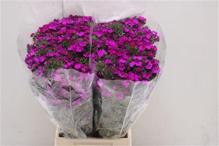 <h4>Di Barb Am Neon Purp</h4>