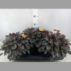 Peperomia  'Sunrise'