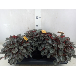Peperomia  'Sunrise'