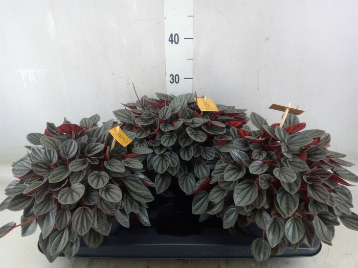 <h4>Peperomia  'Sunrise'</h4>