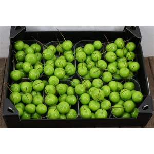 Waxmalus Groen Mint