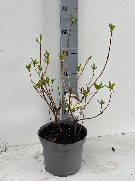 <h4>RHOD MO PERSIL</h4>