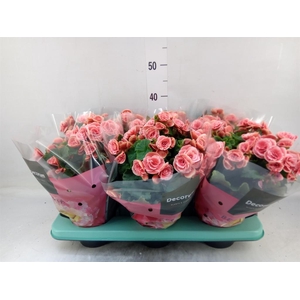 Begonia elat. DU 'Borias'