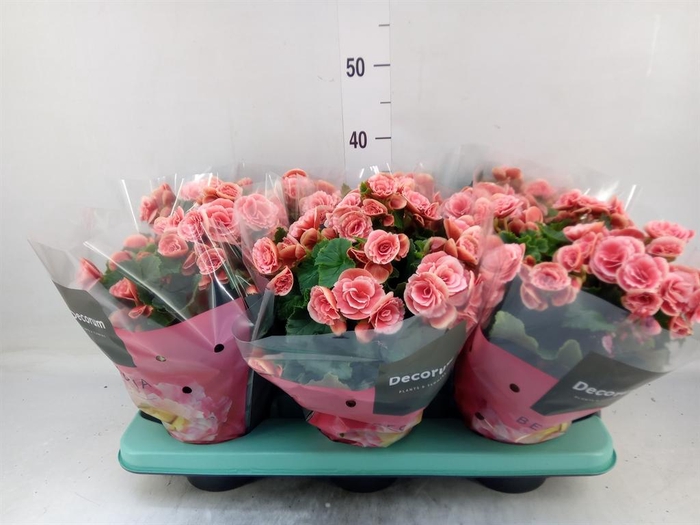 <h4>Begonia elat. DU 'Borias'</h4>