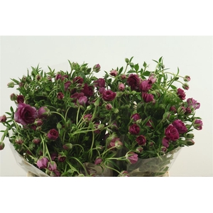 Ran Butterfly Raspberry 60cm
