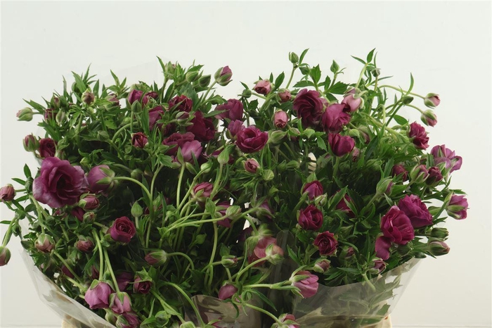 <h4>Ran Butterfly Raspberry 60cm</h4>