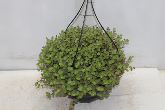 <h4>TOSTAO BOLA C21</h4>