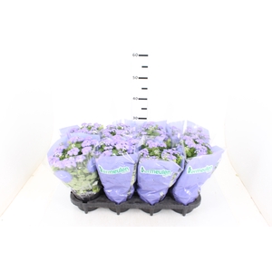 AGERATUM P14