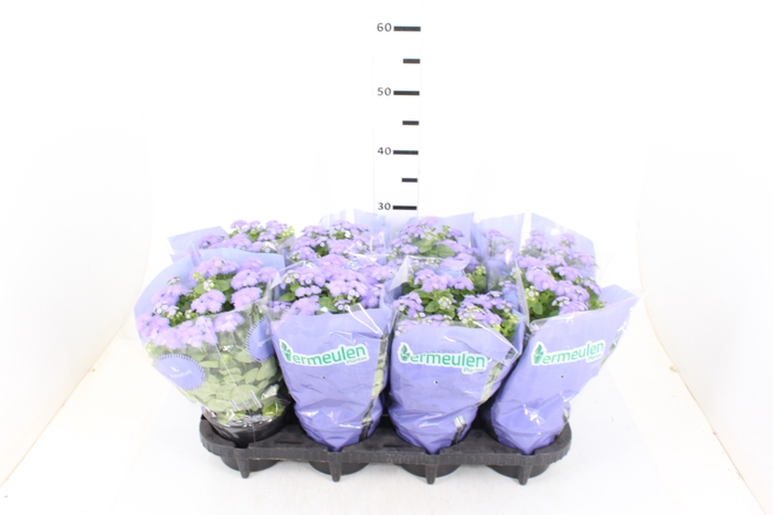 AGERATUM P14