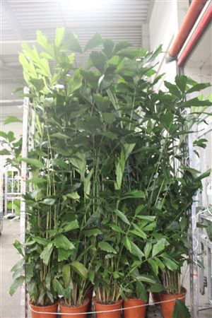 <h4>Caryota Mitis 20pp 220cm</h4>