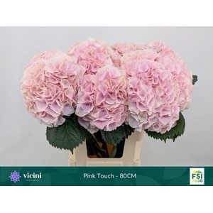 Hydrangea my beautiful pink touch