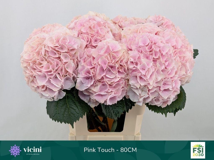 <h4>Hydrangea my beautiful pink touch</h4>