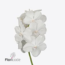 Vanda Tayan Diam Whi