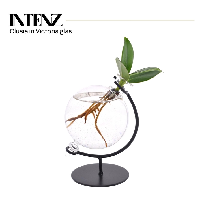 <h4>Clusia in Victoria glas</h4>