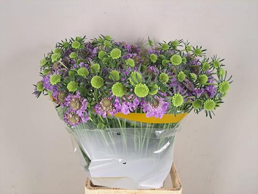 <h4>Scabiosa Scoop Dark Lavender</h4>