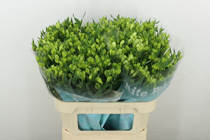 <h4>Alstr Flor White Pearls</h4>
