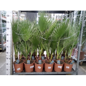 Washingtonia filifera
