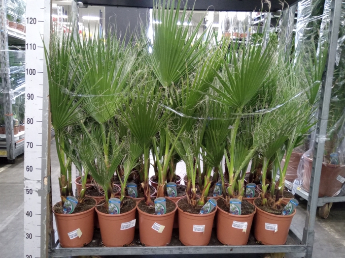 <h4>Washingtonia filifera</h4>