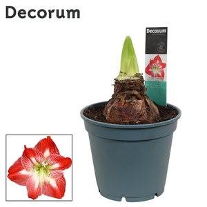 Hippeastrum Exotic Striped 2/3 Knop Bolmaat 36-40 (Decorum)