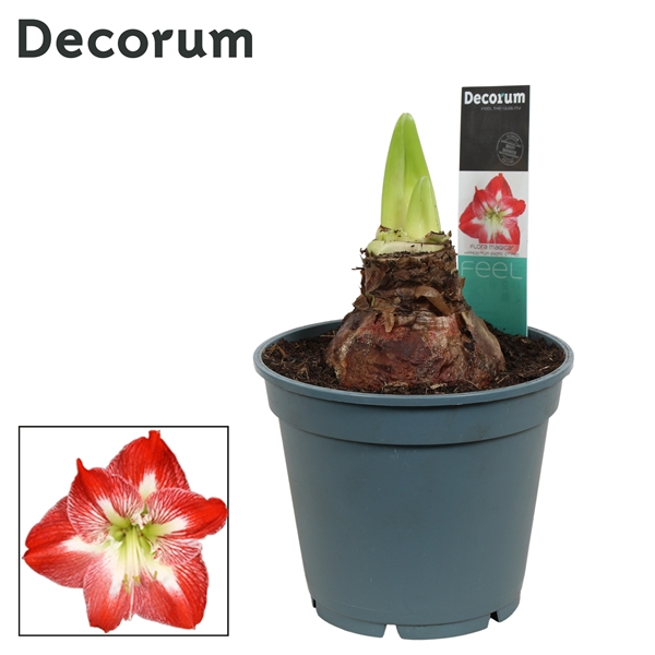 <h4>Hippeastrum Exotic Striped 2/3 Knop Bolmaat 36-40 (Decorum)</h4>