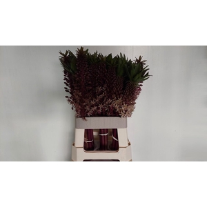 EUCOMIS OV