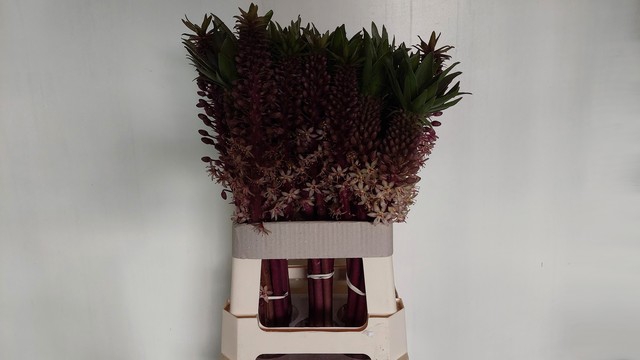 <h4>EUCOMIS OV</h4>