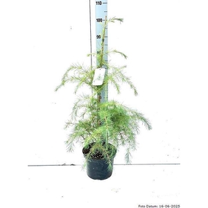 CEDRUS DEODARA