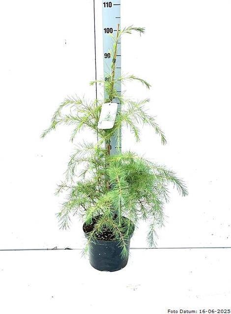 <h4>CEDRUS DEODARA</h4>