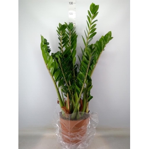 Zamioculcas zamiifolia