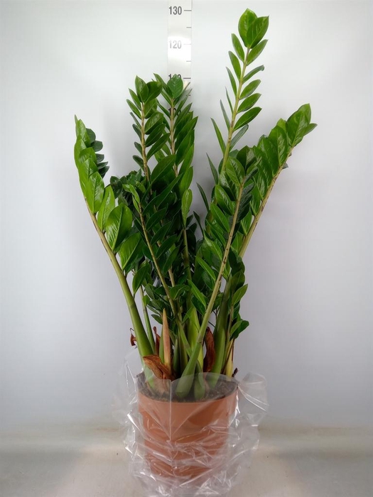 <h4>Zamioculcas zamiifolia</h4>