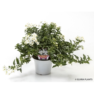 SOLANUM JASMINOIDES p14