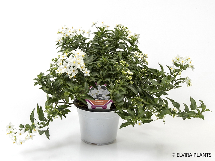 <h4>SOLANUM JASMINOIDES p14</h4>
