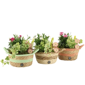 11657: Outdoor spring arrangement