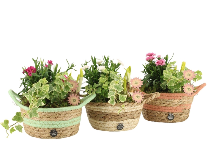 <h4>11657: Outdoor spring arrangement</h4>