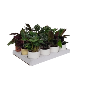 Calathea 7cm gemengd in Liam Keramiek Rhythm & More