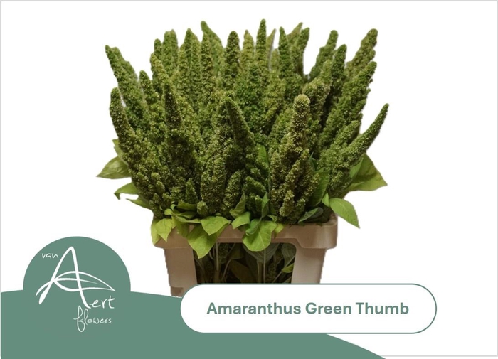 <h4>AMAR GREEN THUMB</h4>