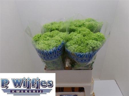 <h4>Viburnum Roseum St 80cm 2 Hd</h4>