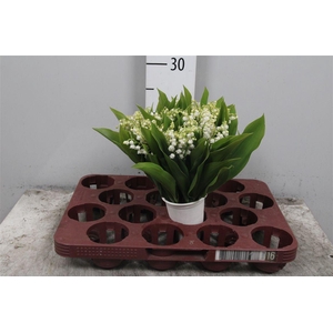 Convallaria P St