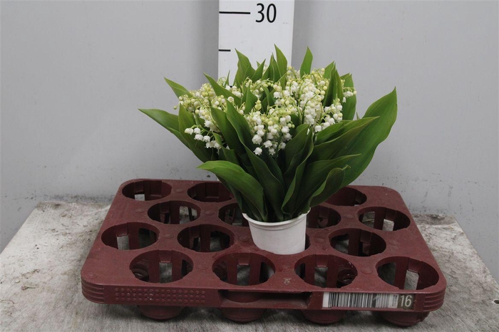 <h4>Convallaria P St</h4>