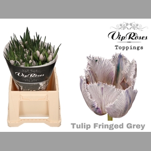 TU FR FRINGED GREY