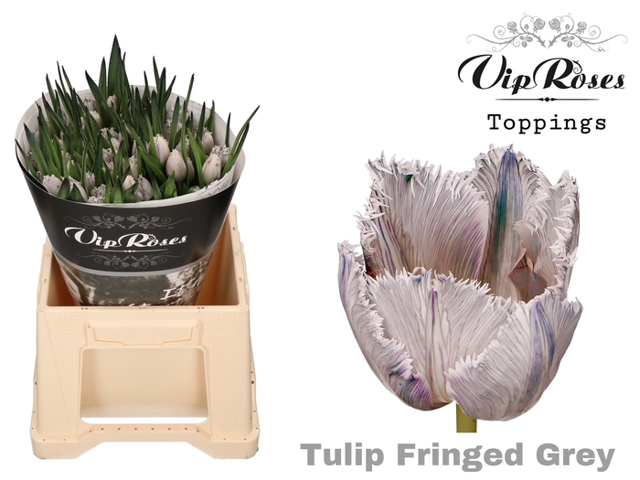 <h4>Tu Fr Fringed Grey</h4>