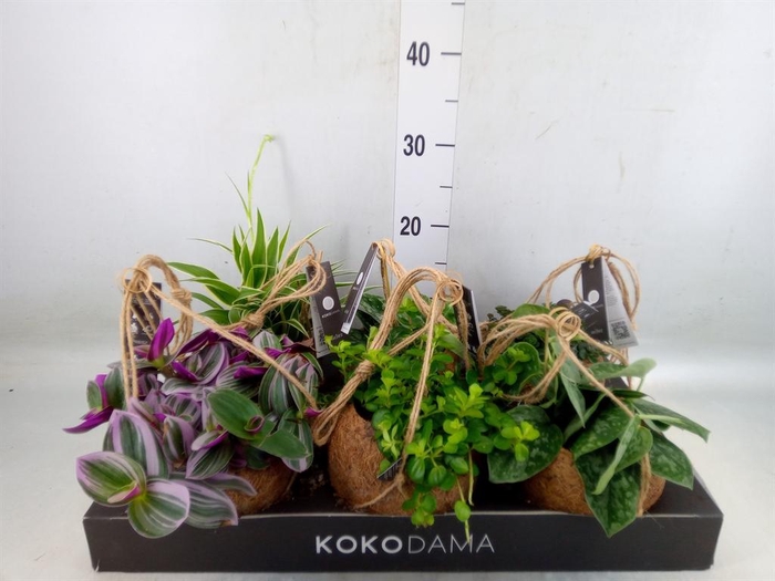 <h4>Scindapsus   ...</h4>