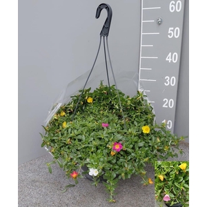 PORT GEM IN POT