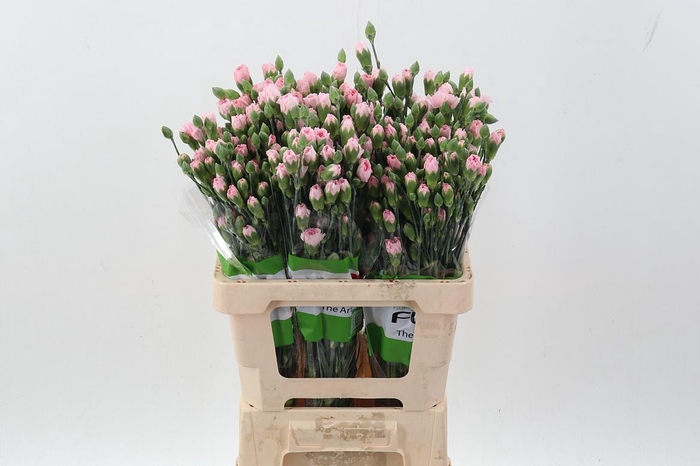 <h4>Di Tr Monica x20</h4>