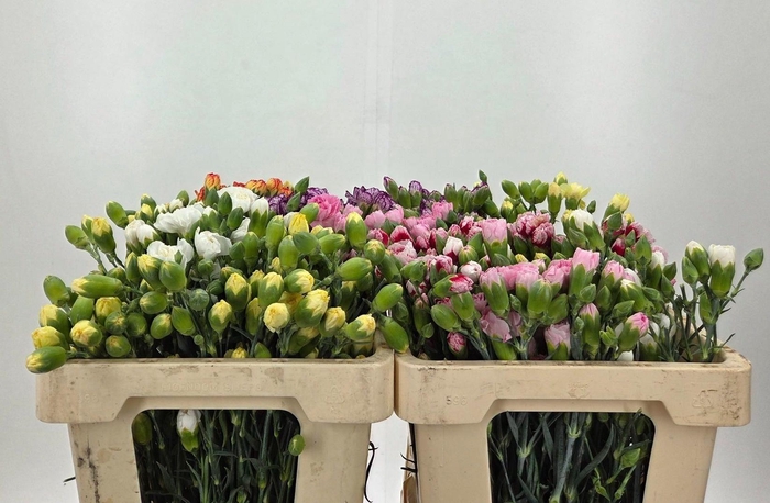 <h4>DI TR GEM IN FUST</h4>