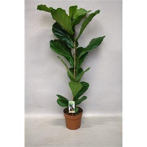 Ficus lyrata
