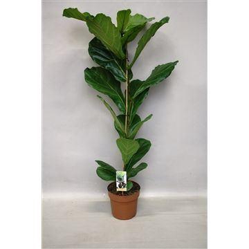 <h4>Ficus lyrata</h4>