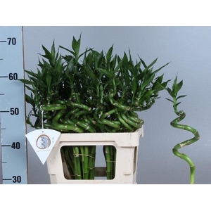 DRAC S LUCKY BAMBOO