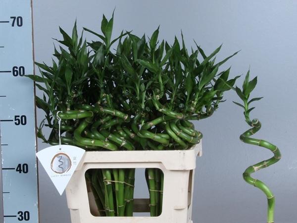 <h4>DRAC S LUCKY BAMBOO</h4>