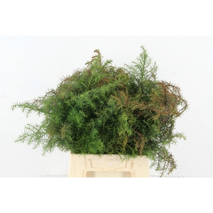 CONIFEER CRYPT ELEGANCE RED PER BUNCH